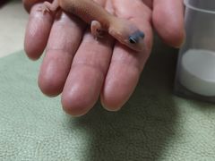 -酷以爬仙阁实体爬宠店·守宫·蜥蜴·专业繁育