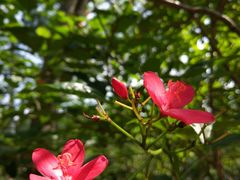 -火炉山森林公园