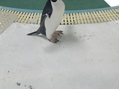 -海合安武汉极地海洋公园