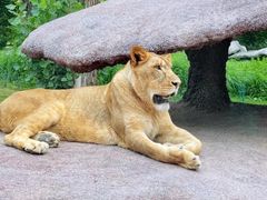 -北京野生动物园