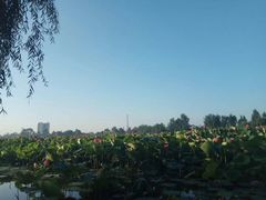 -白鹭湾湿地公园