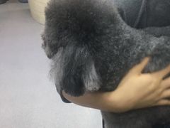 -安安宠医宠物医院·异宠·犬猫内科(岳阳分院)
