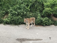 -大连森林动物园