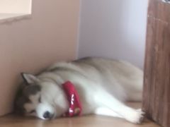 -Husky Go! 哈士奇体验馆·宠物咖啡厅狗咖