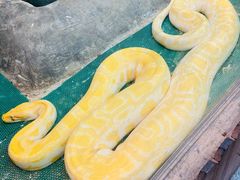 -上海大自然野生昆虫馆(东方明珠·爬宠昆虫探索中心)
