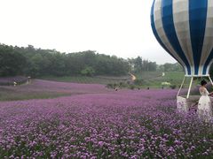 -大塘金香草谷