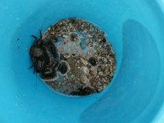 -碧桂园十里银滩