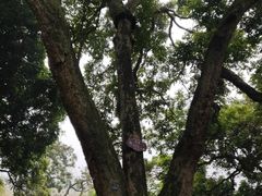 -张坝桂圆林公园