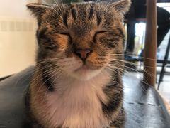 -平行世界·猫咖(首经贸店)