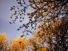 -桃花堤公园