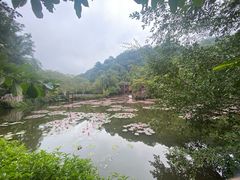 -野象谷景区