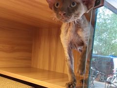 -喵百万·布偶·蓝金金渐层英短·猫舍(百子湾店)