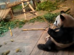 -深圳野生动物园