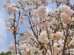 -天适樱花悠乐园