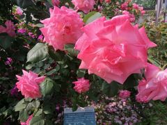 -南通博物苑-崇川人民公园