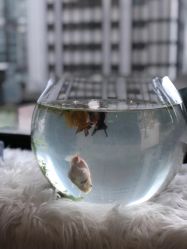 -张小野·专业半永久纹眉