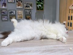 -藏猫猫咖啡主题馆(中央大道店)