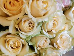 -静岸花卉园艺(三星坊店)