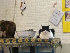 -平行世界·猫咖(首经贸店)