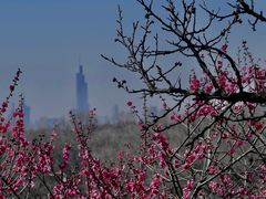 -梅花山(明孝陵内)