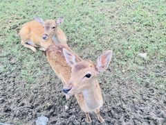 -苏州太湖西山岛开心农场