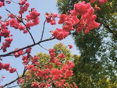 -顾村公园