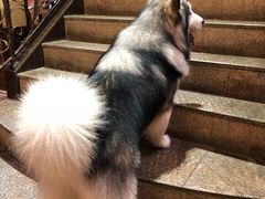 -more than meow吴止猫主题餐厅(承德 中船汇店)