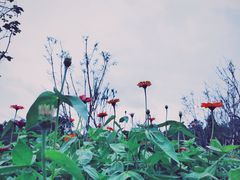 -桤木河湿地公园