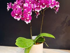 -北京植物园-展览温室