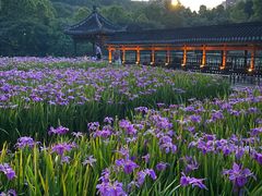 -龙头寺公园
