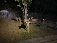-清迈夜间动物园