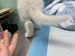 -纳吉亚猫专科动物医院博雅分院