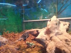 -上海大自然野生昆虫馆(东方明珠·爬宠昆虫探索中心)