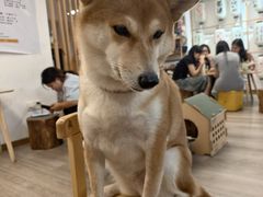 -柴迷FANS CLUB·柴犬狗咖·猫咖
