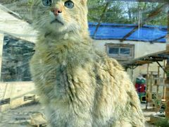 -青藏高原野生动物园