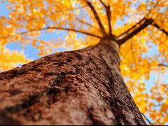 -永定河休闲森林公园