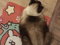 -有猫主题·治愈系猫咖(曾厝垵店)