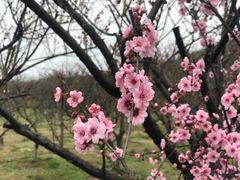 -林屋梅海青梅保护基地