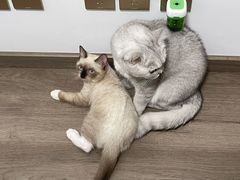 -创凡宠物医院·骨专科  猫科中心(西乡分院)