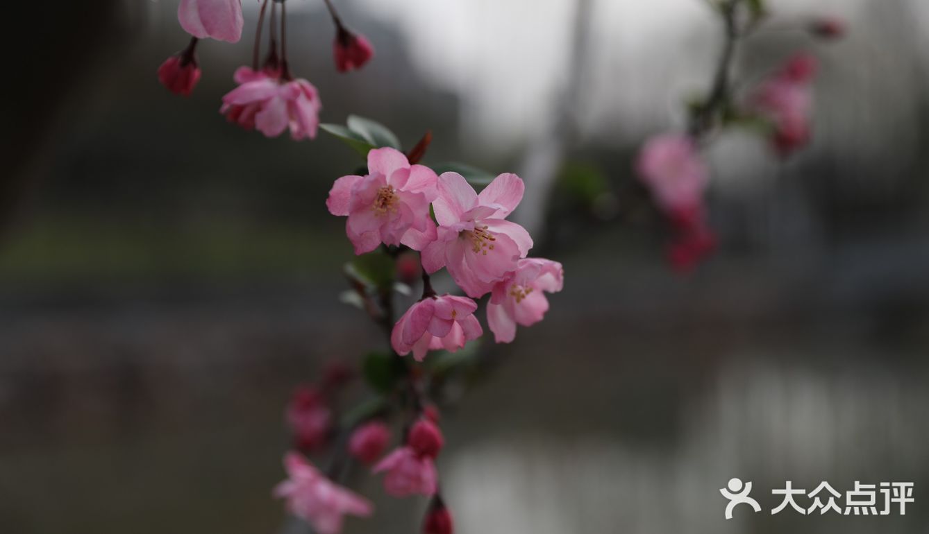 南西商圈的樱花和郁金香🌷让你幸福了吗？