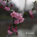 南西商圈的樱花和郁金香🌷让你幸福了吗？