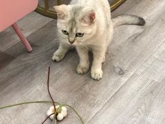 -BABIT巴比特宠物(MOMOPARK店)