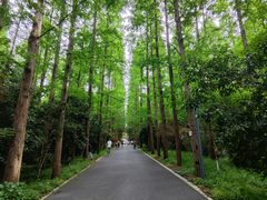 -东平国家森林公园