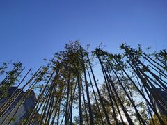 -大渡口区义渡公园