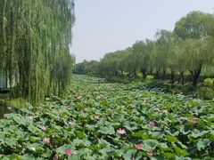 -白洋淀景区