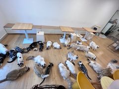 -有喵·猫咖·狗咖·30几只猫10只小狗(岗厦店)