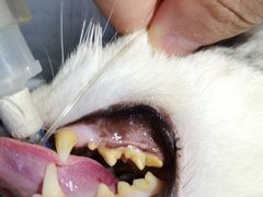 -宠爱国际动物医院· 猫科· 外科·中兽医(长白店)