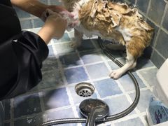 -1013 PET SHOP 宠物商店(近铁城市广场店)
