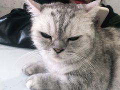 -喵园·猫主题咖啡厅·撸猫·猫咖(国贸店)