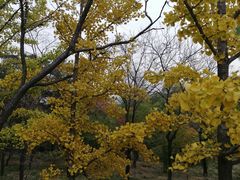 -北京鹫峰国家森林公园